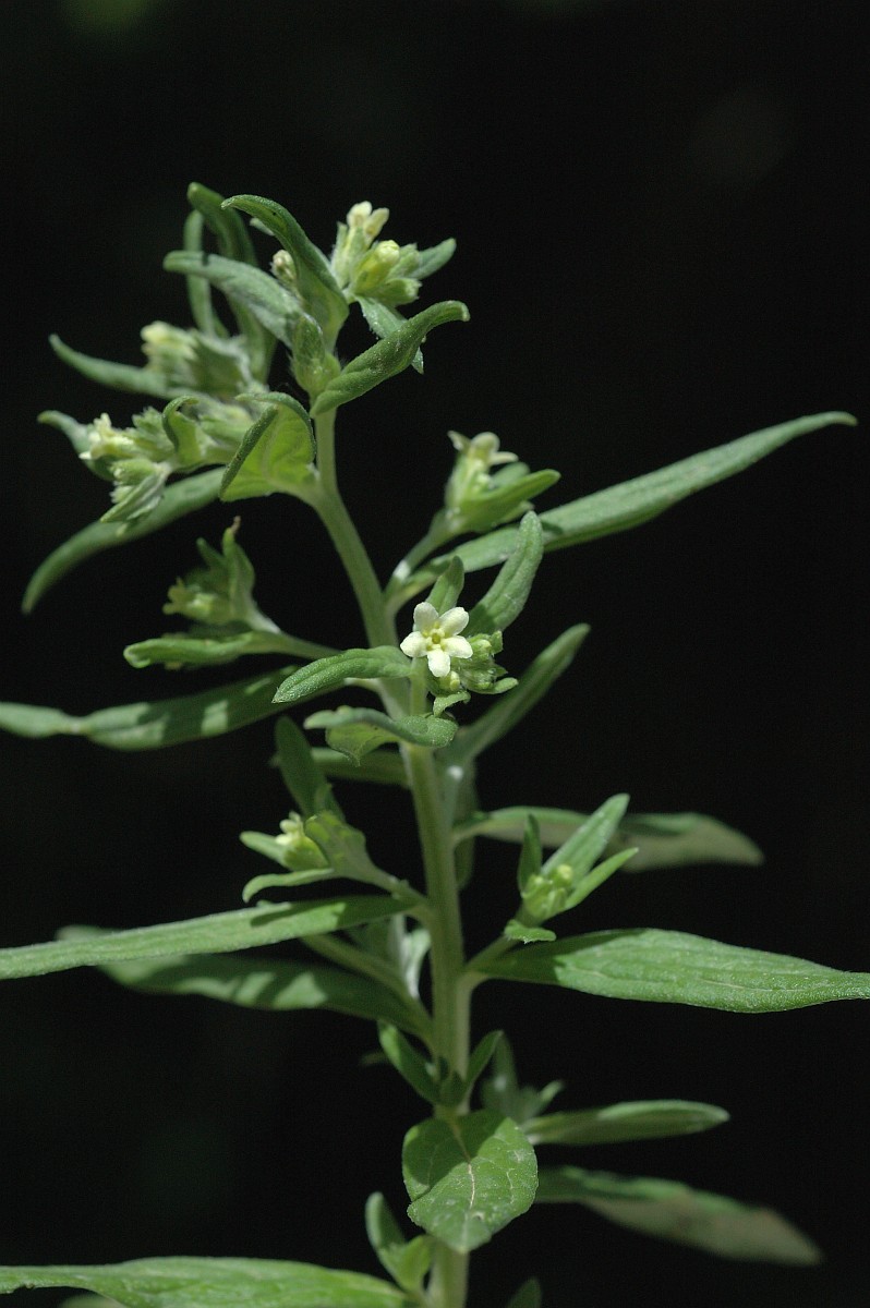 Oynada tomonidan elastik eshak becerdin
